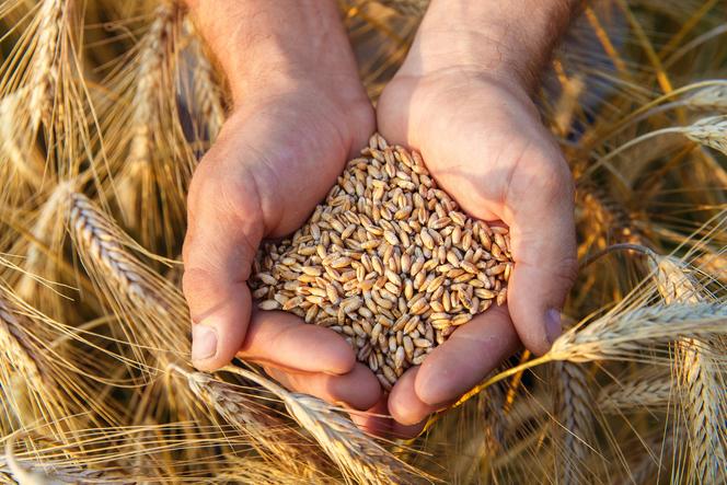 Rosja zgodzi się na transport zbóż z Ukrainy