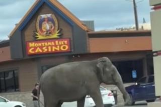 Słoń zwiał z cyrku. Błąkał się po autostradzie, ludzie w szoku!