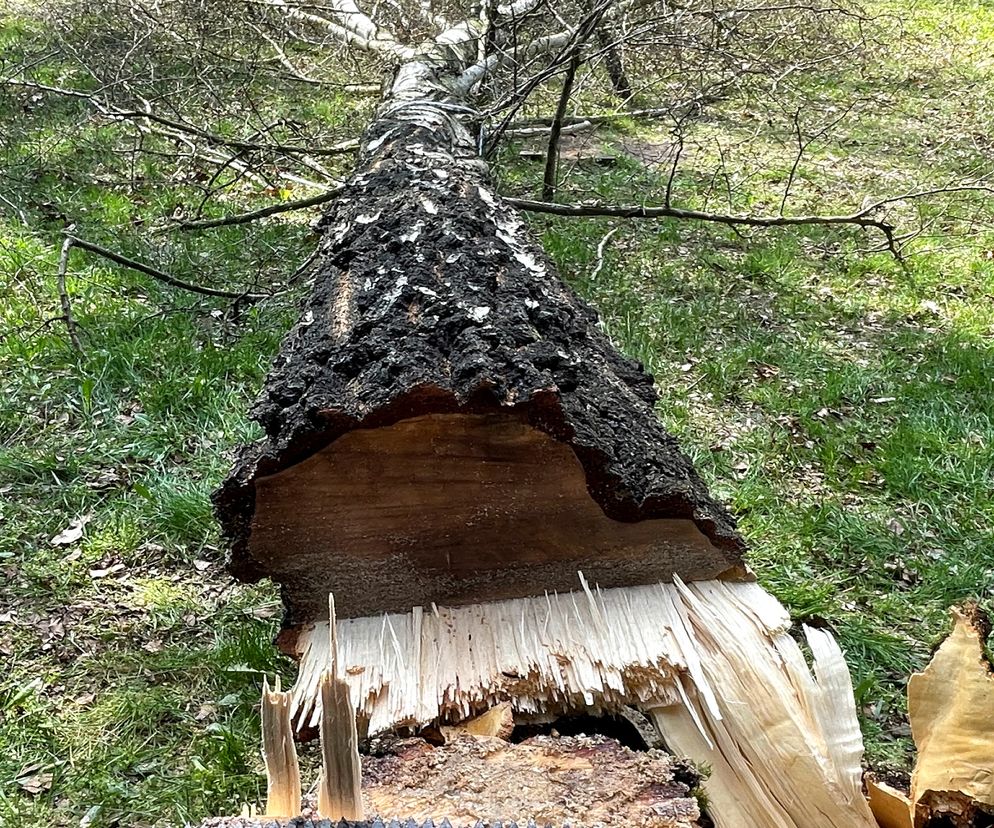 Ile kosztuje wycięcie drzewa na prywatnej posesji w 2025?