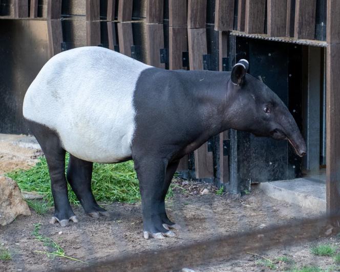 Tapir Willy nowym mieszkańcem Orientarium w Łodzi