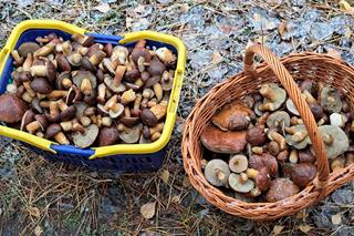 Grzyby w Polsce. Ponad pół tysiąca sztuk w czasie jednej wyprawy! To już koniec sezonu