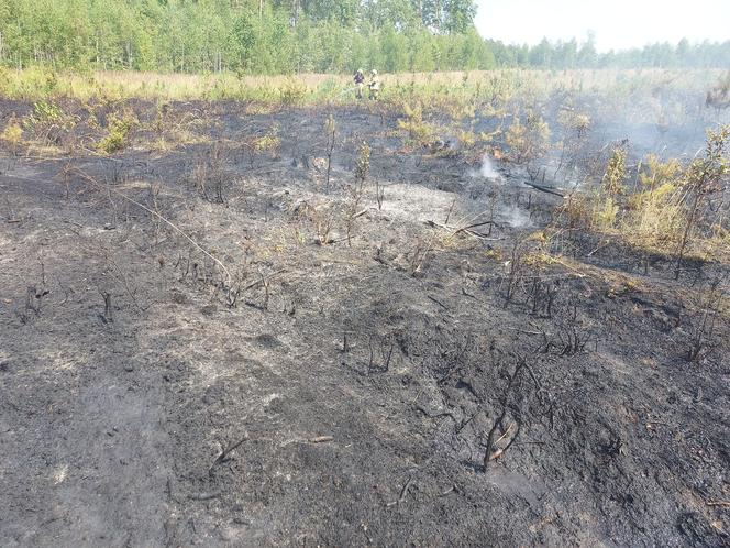 Pożar lasu koło Piotrkowa Trybunalskiego