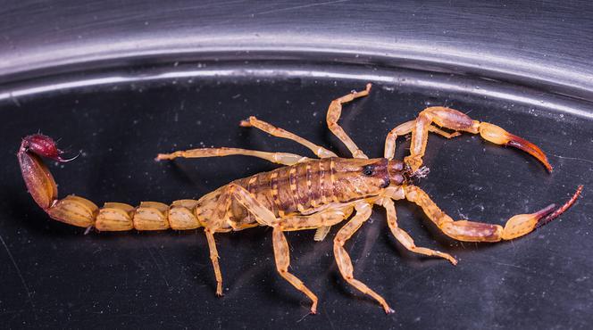 Skorpion