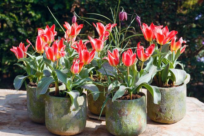 Tulipany w donicach