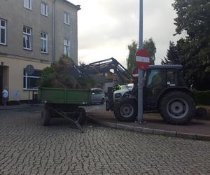 Bukszpany zrobiły miejsce na nowy pomnik w Lesznie. Poświęcony będzie żołnierzom generała Józefa Hallera