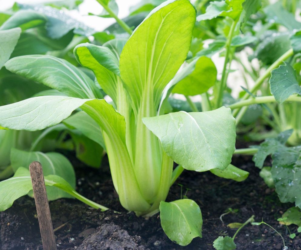 Wzmacnia serce i chroni przed rakiem. To sekret długowieczności 100-letniego neurologa