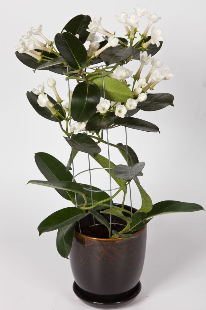 Rosliny doniczkowe na podporach