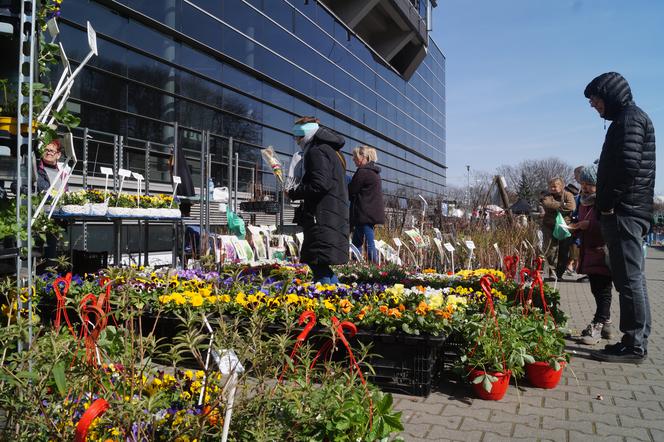Wiosenny Kiermasz Ogrodniczy w Bydgoszczy [ZDJĘCIA]