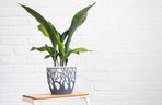 Aspidistra wyniosła