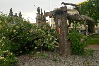 Ktoś zniszczył charakterystyczne drzewko na placu Solidarności