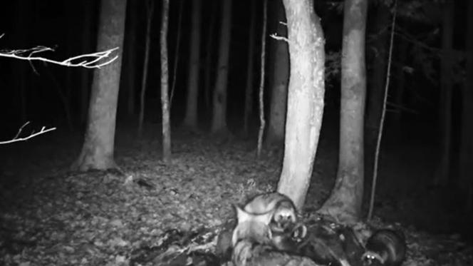 Jenoty grasują w polskich lasach. Szokujące nagrania w sieci! Tak rozprawiły się z wilkiem! 