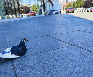 Katowice jak patelnia. Obowiązuje ruch cieniostronny. Nawet gołębie chowają się w cieniu