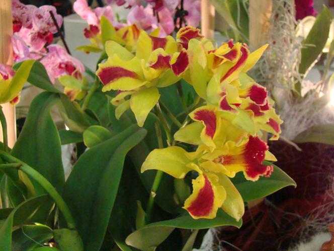 Storczyk Cattleya