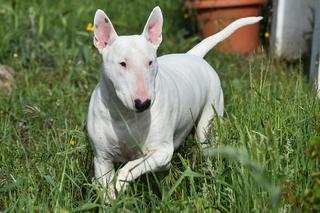 Bullterrier