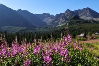 Wierzbówka na Hali Gąsienicowej w Tatrach