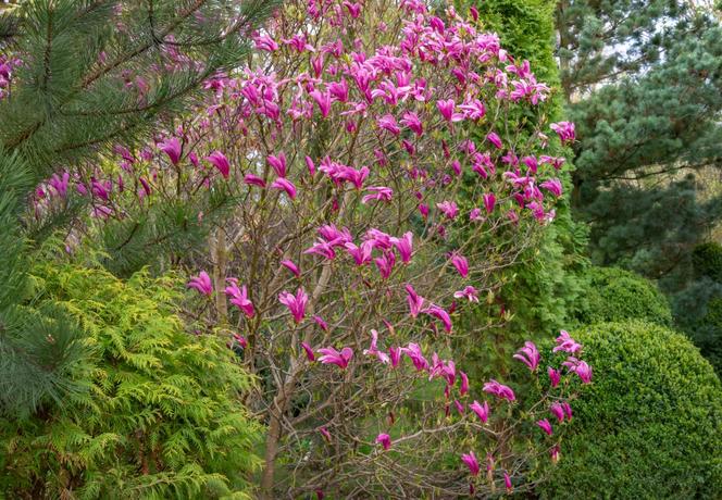 Magnolia 'Susan' - Magnolia 'Susan'