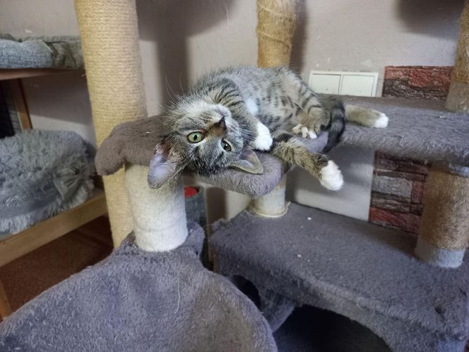 Poszukiwani wolontariusze do pomocy w Kociarni w Lesznie