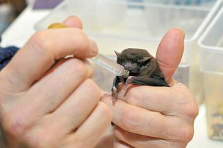 Batmama nie śpi w nocy, bo karmi niepoterze