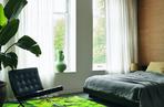 Monstera we wnętrzach