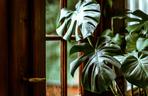 monstera