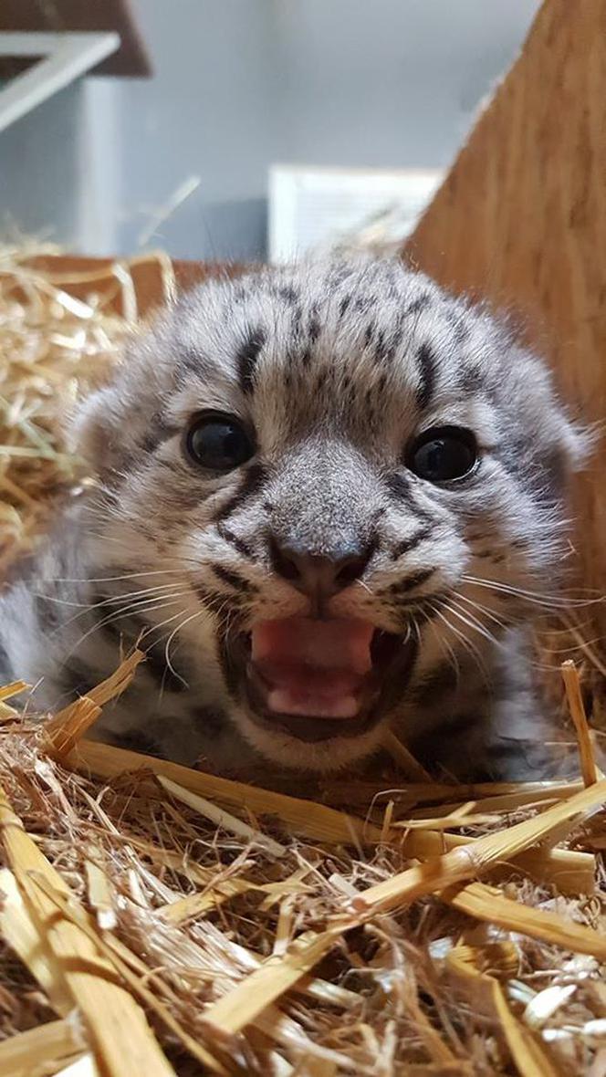 Kolejne narodziny w warszawskim zoo