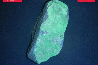 Skamieniałości sprzed milionów lat przejęto na granicy w woj. lubelskim!