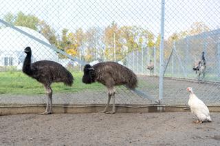 Para emu przeprowadza się ze Szczecina do Poznania