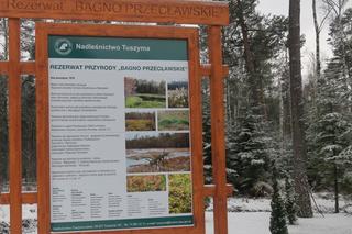 Otwarto ścieżkę przyrodniczą w rezerwacie „Bagno Przecławskie”