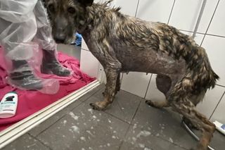 Pamiętacie Figę? Skrajnie zaniedbana suczka nie wróci do swoich właścicieli