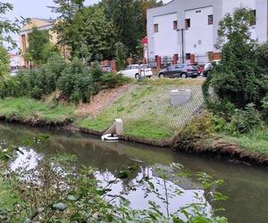 Nieznana substancja zatruła rzekę Kłodnica w Gliwicach