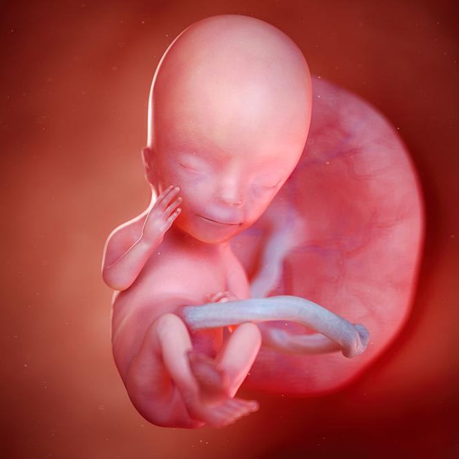 12 tydzień ciąży - rozwój dziecka