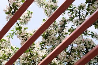 Nowy park kieszonkowy w Krakowie. Tak wygląda Gołębi Ogród Krakowian