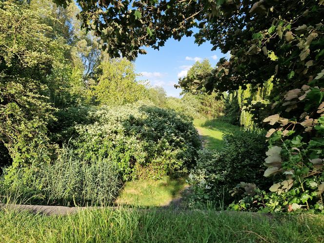 Park Centralny przed wielką zmianą! Zobacz, gdzie powstanie kąpielisko