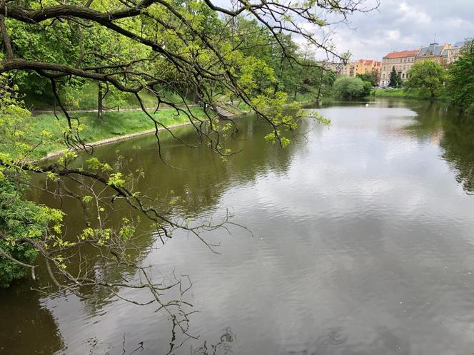 Pani Nina ratowała mężczyznę, który wpadł do fosy. Gapie wyciągnęli telefony i nagrywali 