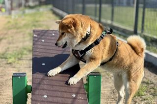 Psi wybieg w Kościanie 