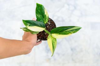 Monstera standleyana ‘Variegata' 