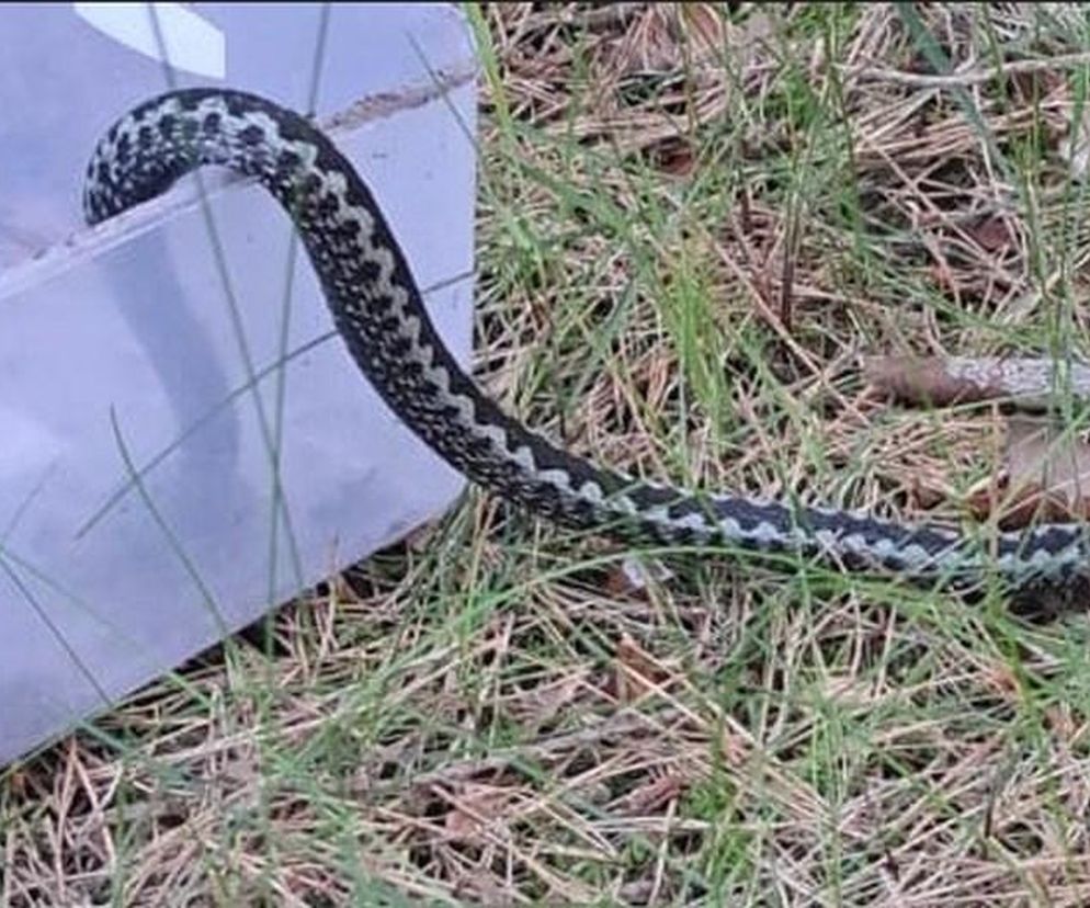 Jadowity wąż siał postrach na działce. Właścicielka terenu wezwała pomoc