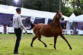 Bajońskie sumy na aukcji koni w Janowie Podlaskim! Na Pride of Poland przyjechali nabywcy z całego świata [ZDJĘCIA]