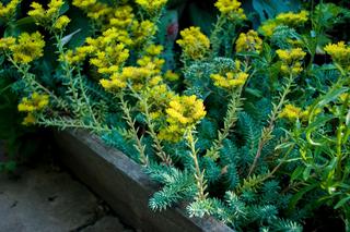 Rozchodnik ościsty  'Blue Spruce'