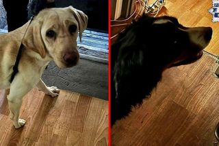 Horror w katowickim mieszkaniu. Psy żyły we własnych odchodach. Wstrząsające odkrycie policji