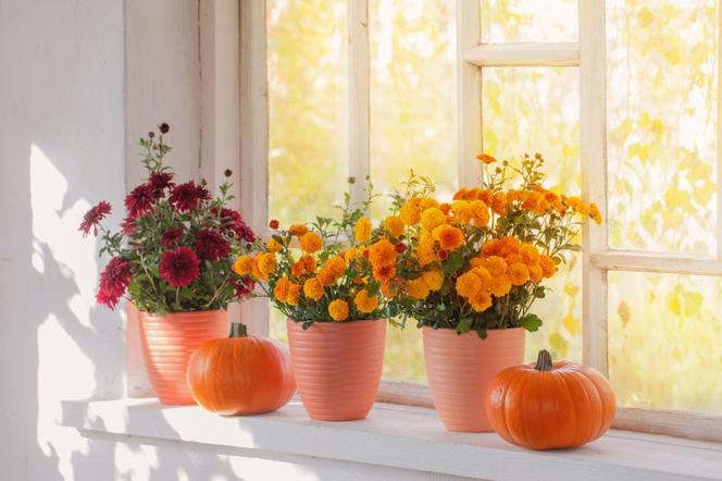 Jesienne rośliny do domu – jakie kwitnące rośliny wybrać jesienią do dekoracji wnętrz?