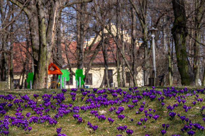 Wiosna zawitała do Krakowa i okolic! Parki pokryły się krokusami! [ZDJĘCIA]