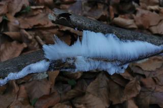 W lesiena Roztoczu pojawiła się tajemnicza wata. Wiemy, skąd się wzięła