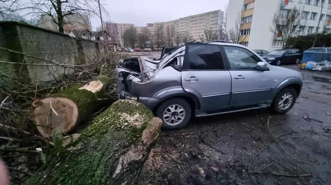 Powalone drzewa uszkodziły zaparkowane samochody