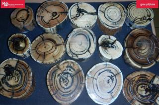 Skamieniałości sprzed milionów lat przejęto na granicy w woj. lubelskim!