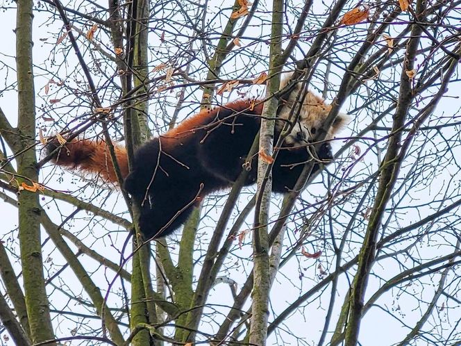 Panda, która uciekła z poznańskiego ZOO