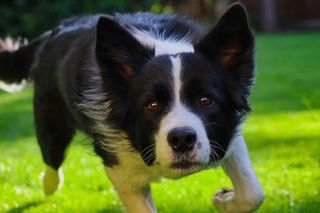 Border Collie