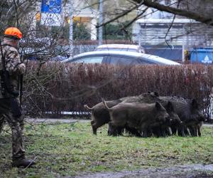 Myśliwi z długą bronią na ramieniu w środku toruńskiego osiedla przepędzali watahę dzików!