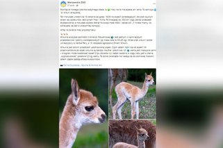 Warszawskie zoo ma nowego, przeuroczego mieszkańca. To wikunia andyjska