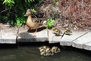Arboretum w Bolestraszycach 